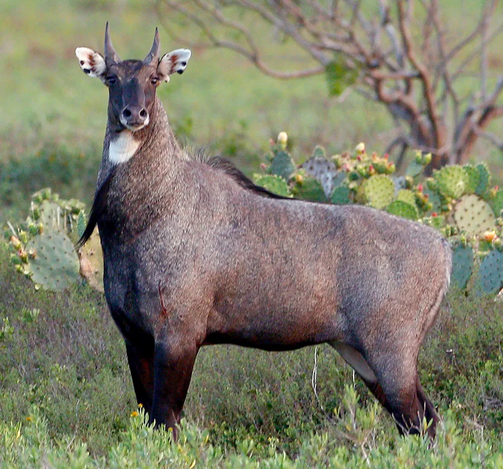 Roberto Cameron’s 2022 Nilgai Hunt